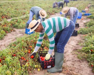 Trabajos de Trabajador de Cultivos